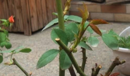 月季花修剪方法视频,视频教程详解